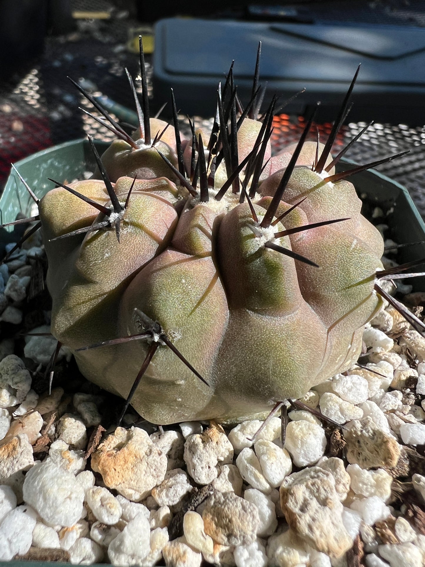 Copiapoa cinerea cactus rare #1