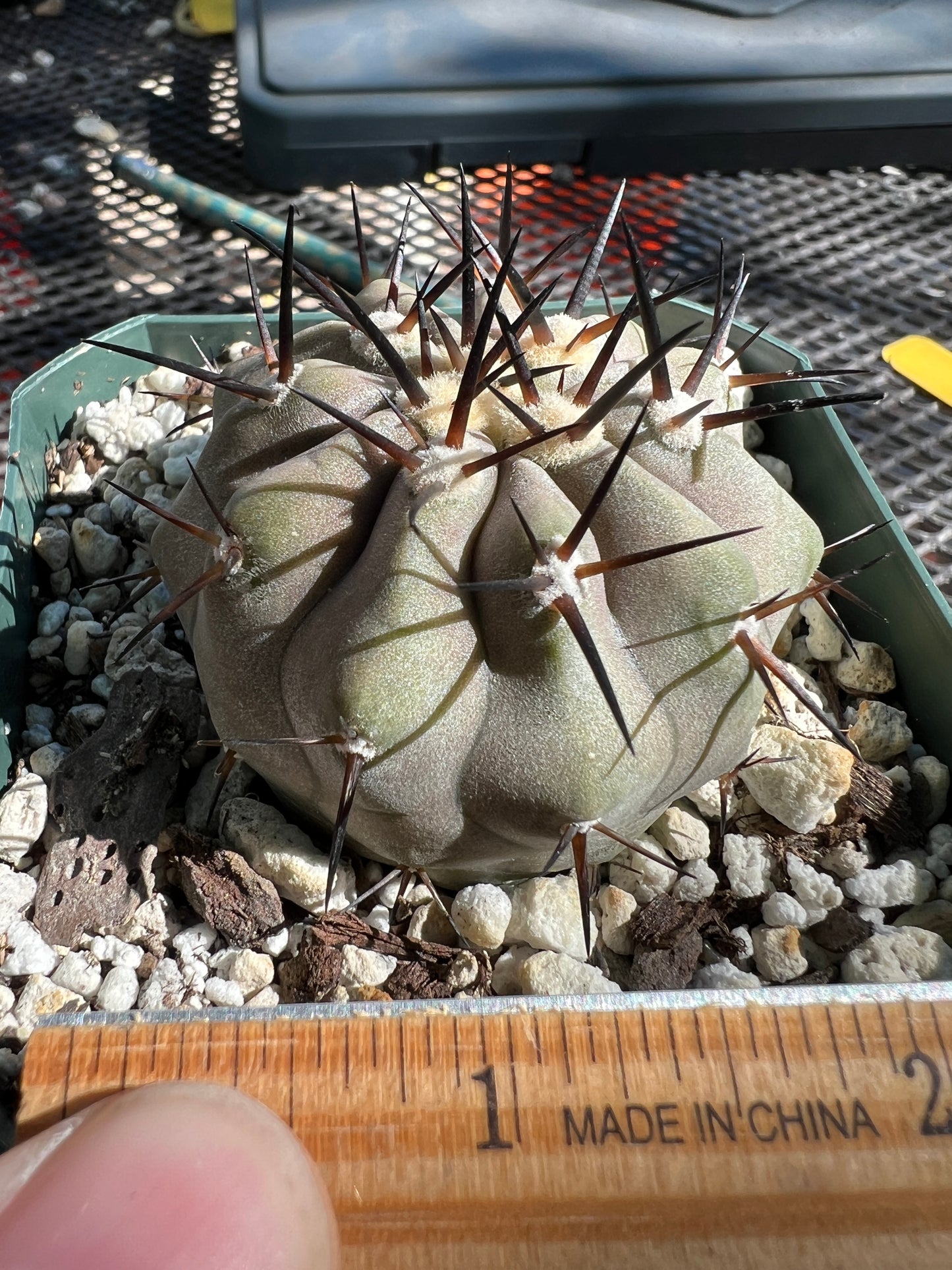 Copiapoa cinerea cactus #2