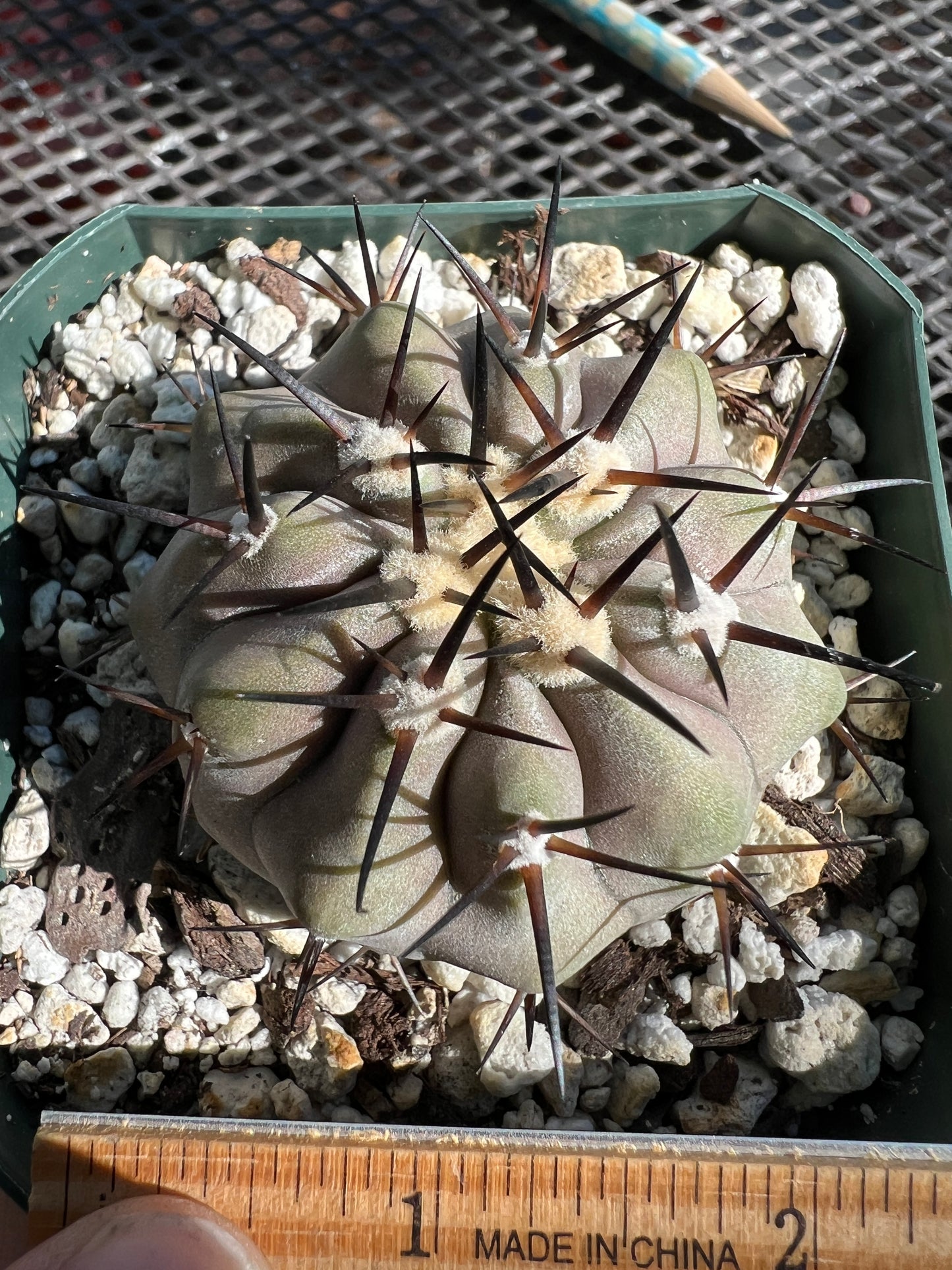 Copiapoa cinerea cactus #2