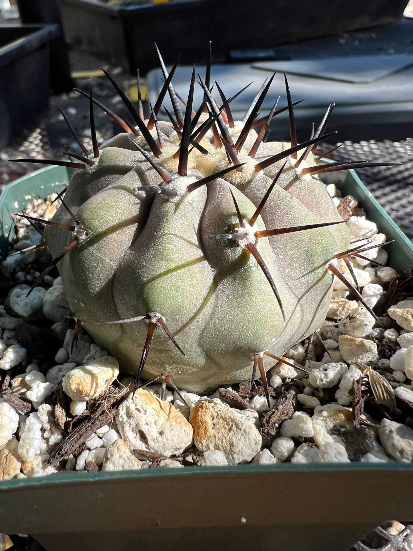 Copiapoa cinerea cactus #2