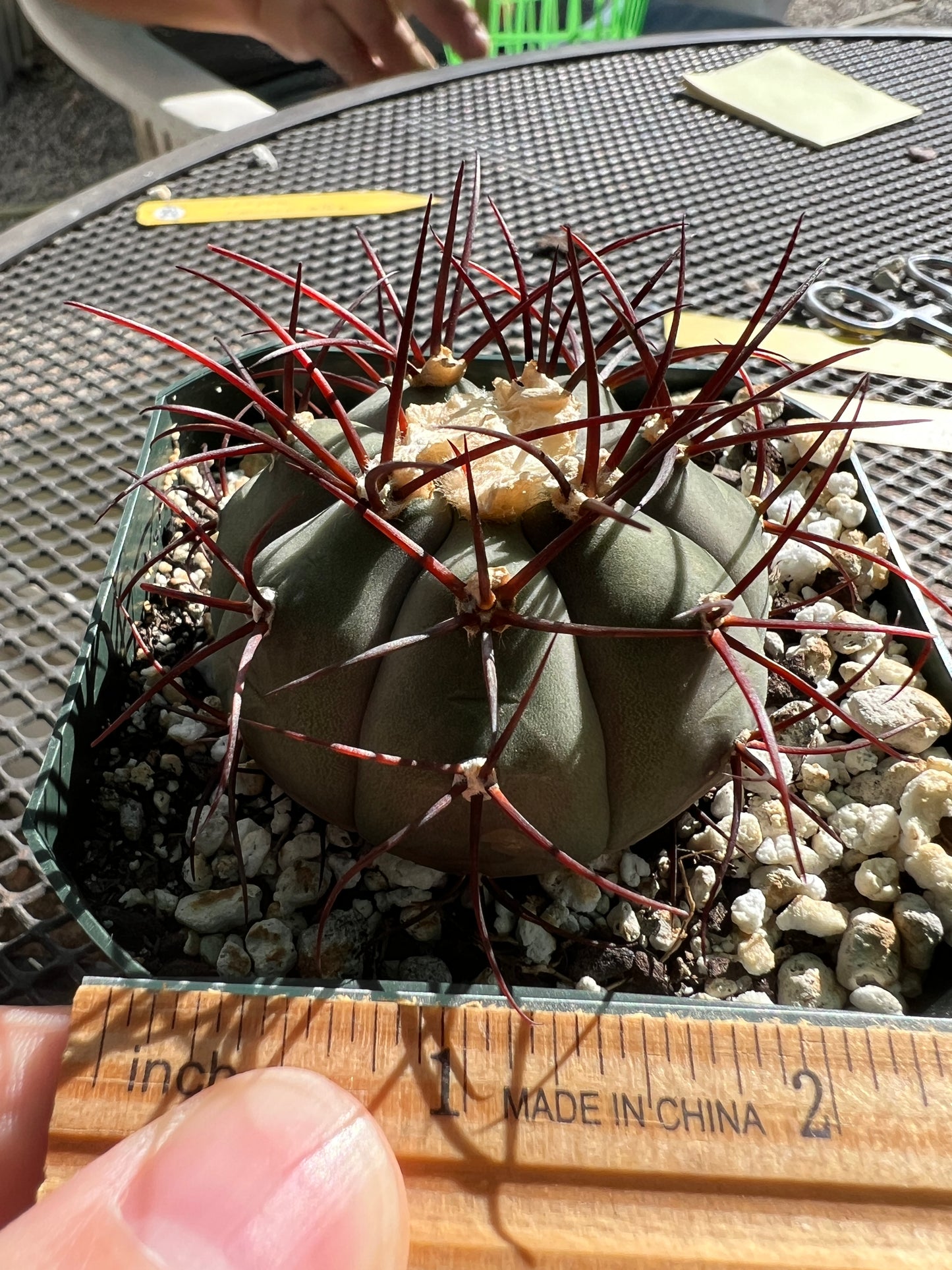 Gymnocalycium cabreraense very rare and beautiful cactus #3