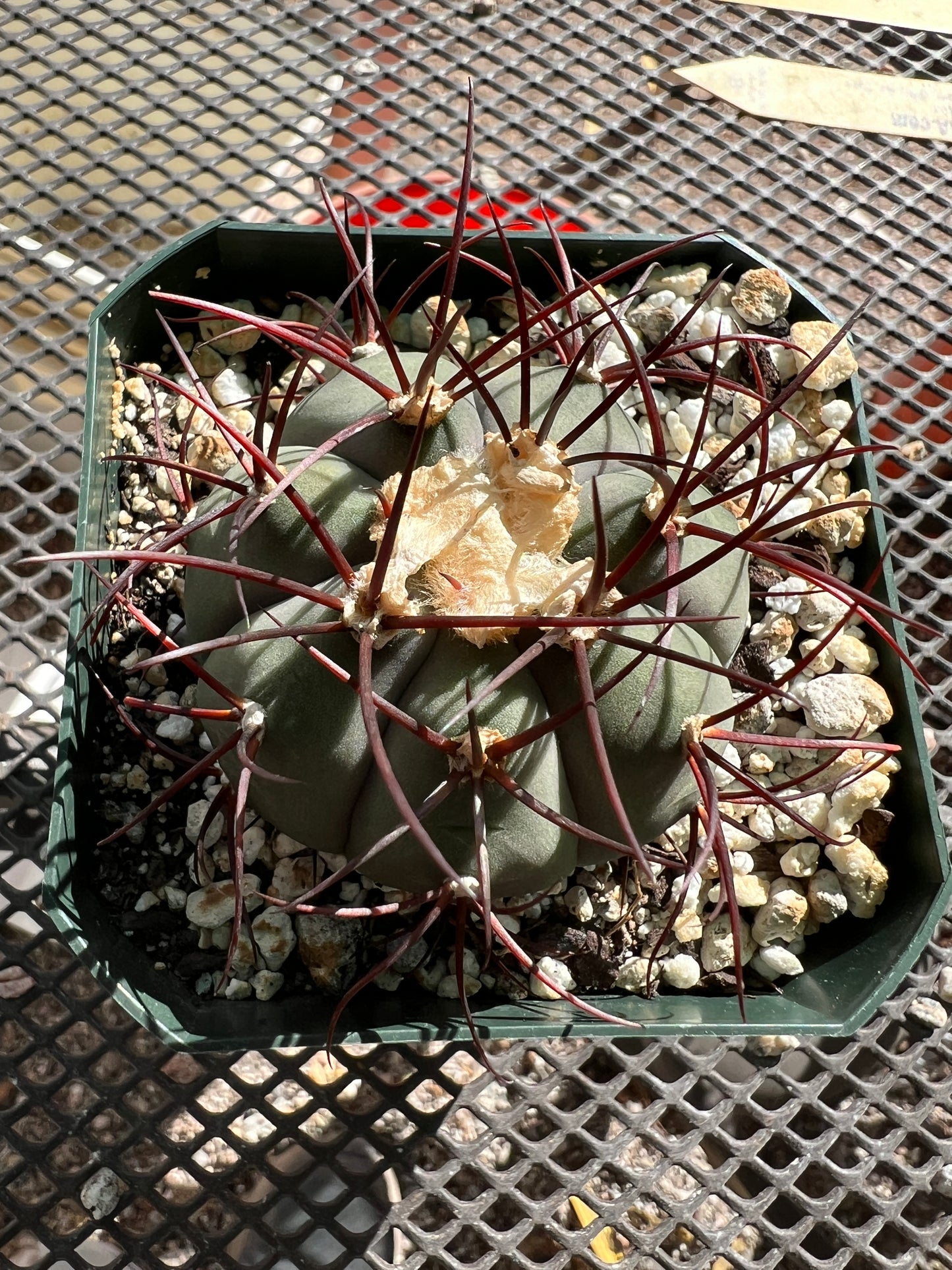 Gymnocalycium cabreraense very rare and beautiful cactus #3