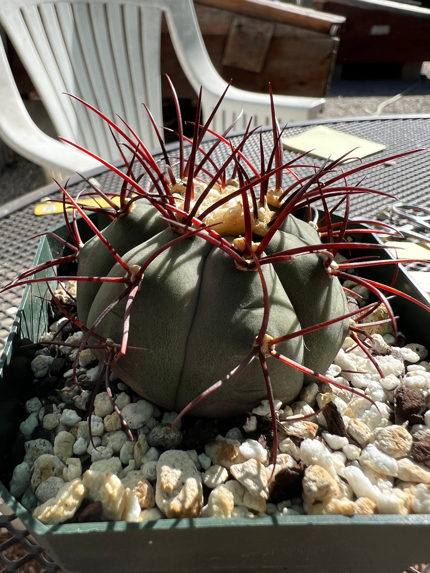 Gymnocalycium cabreraense very rare and beautiful cactus #3