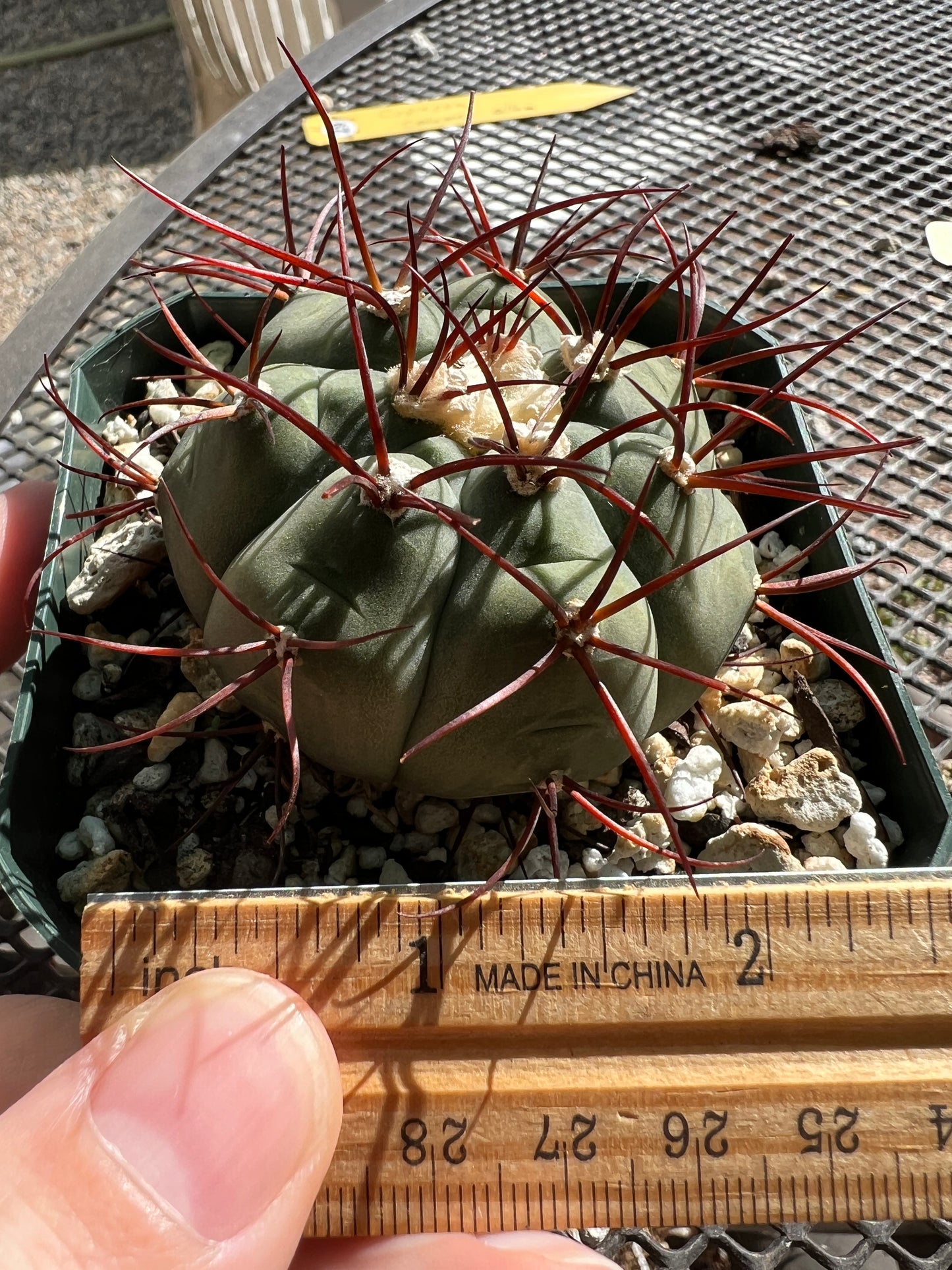 Gymnocalycium cabreraense very rare and beautiful cactus #4