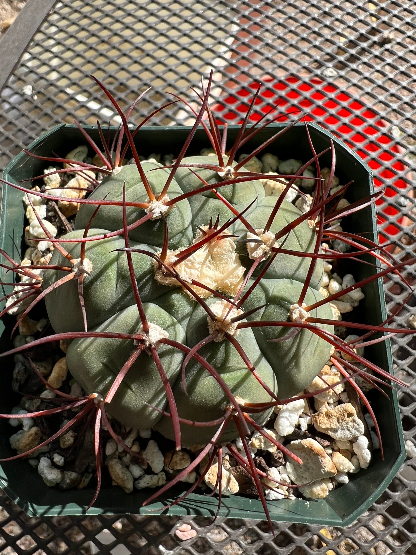 Gymnocalycium cabreraense very rare and beautiful cactus #4