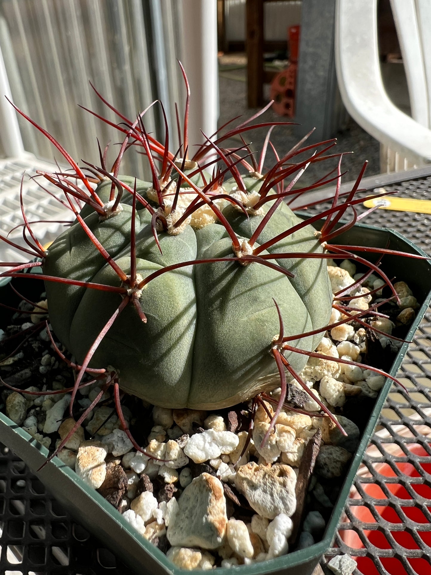 Gymnocalycium cabreraense very rare and beautiful cactus #4