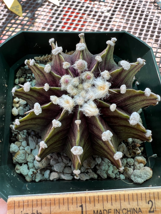 Gymnocalycium vos 1241 rare gymno