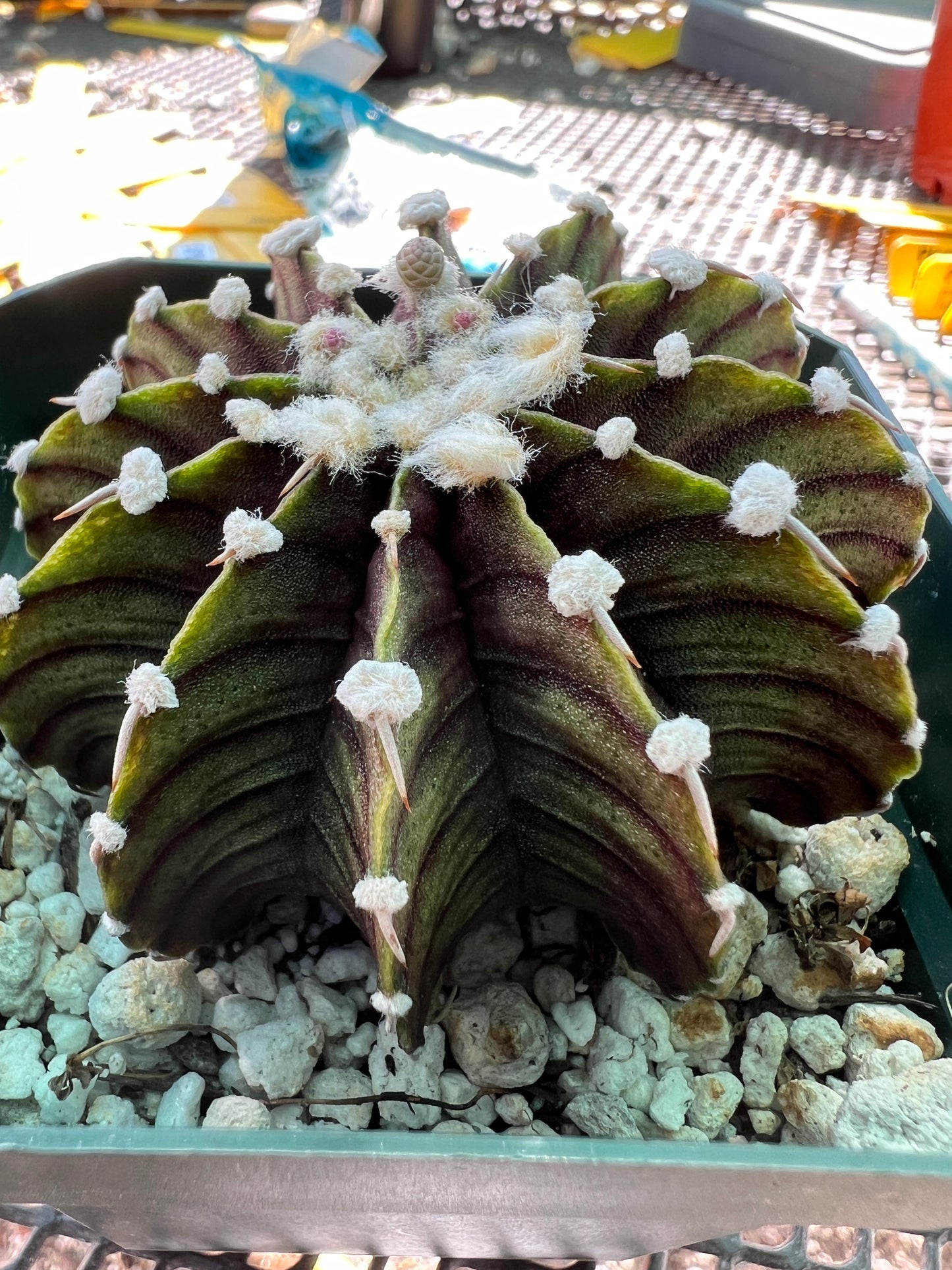 Gymnocalycium vos 1241 rare gymno