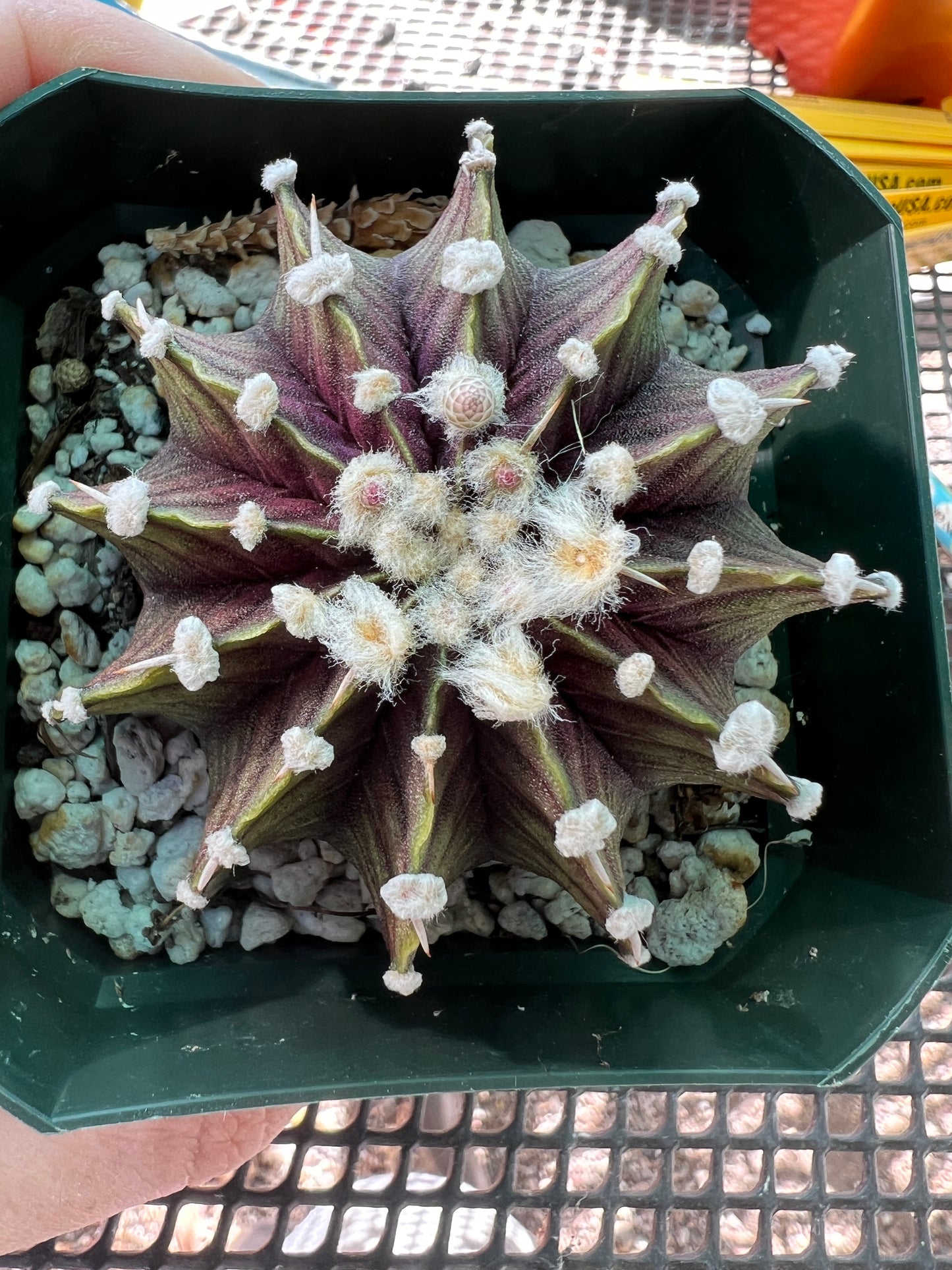 Gymnocalycium vos 1241 rare gymno