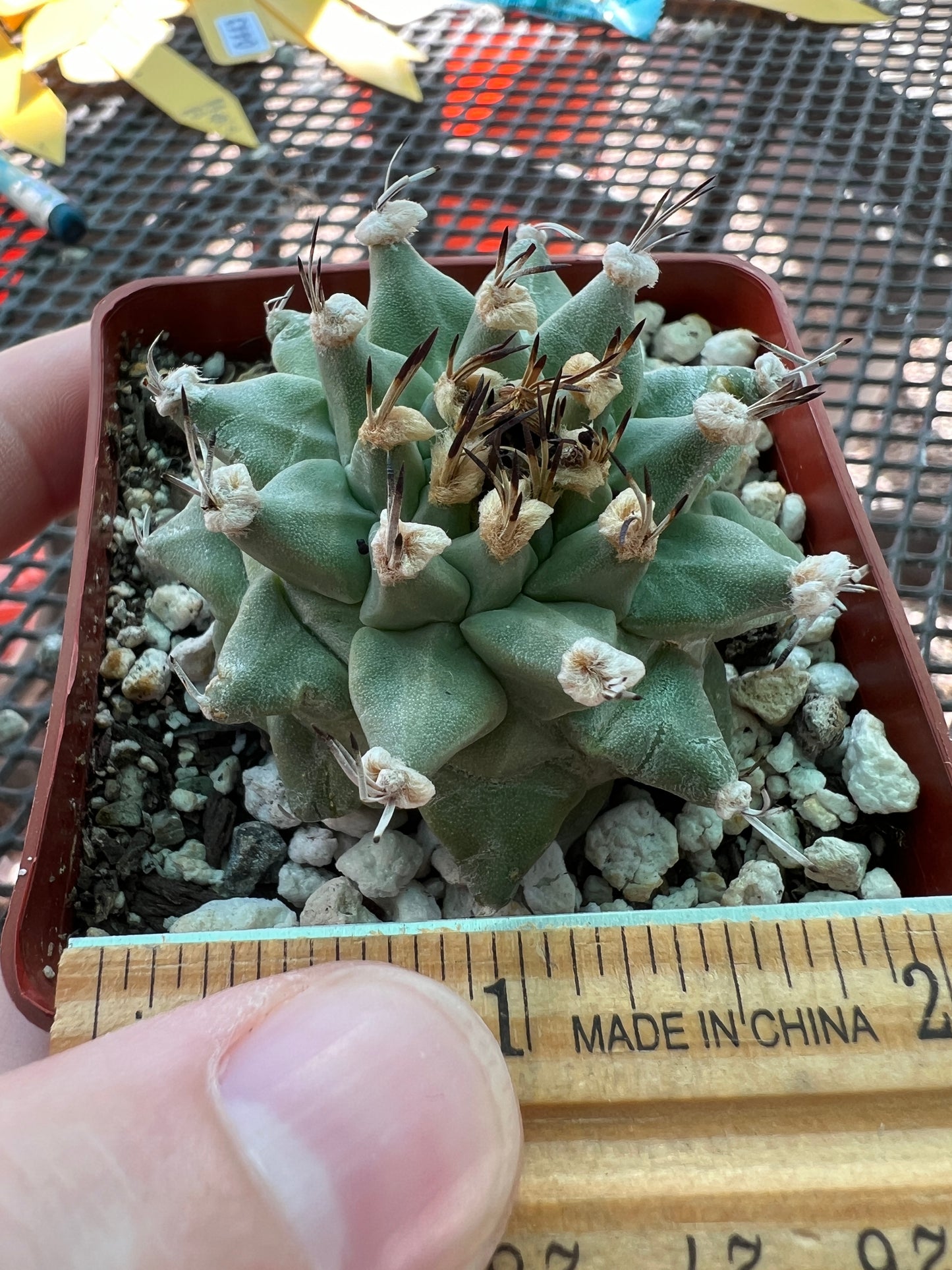 Turbinicarpus alonzoi rare cactus #3