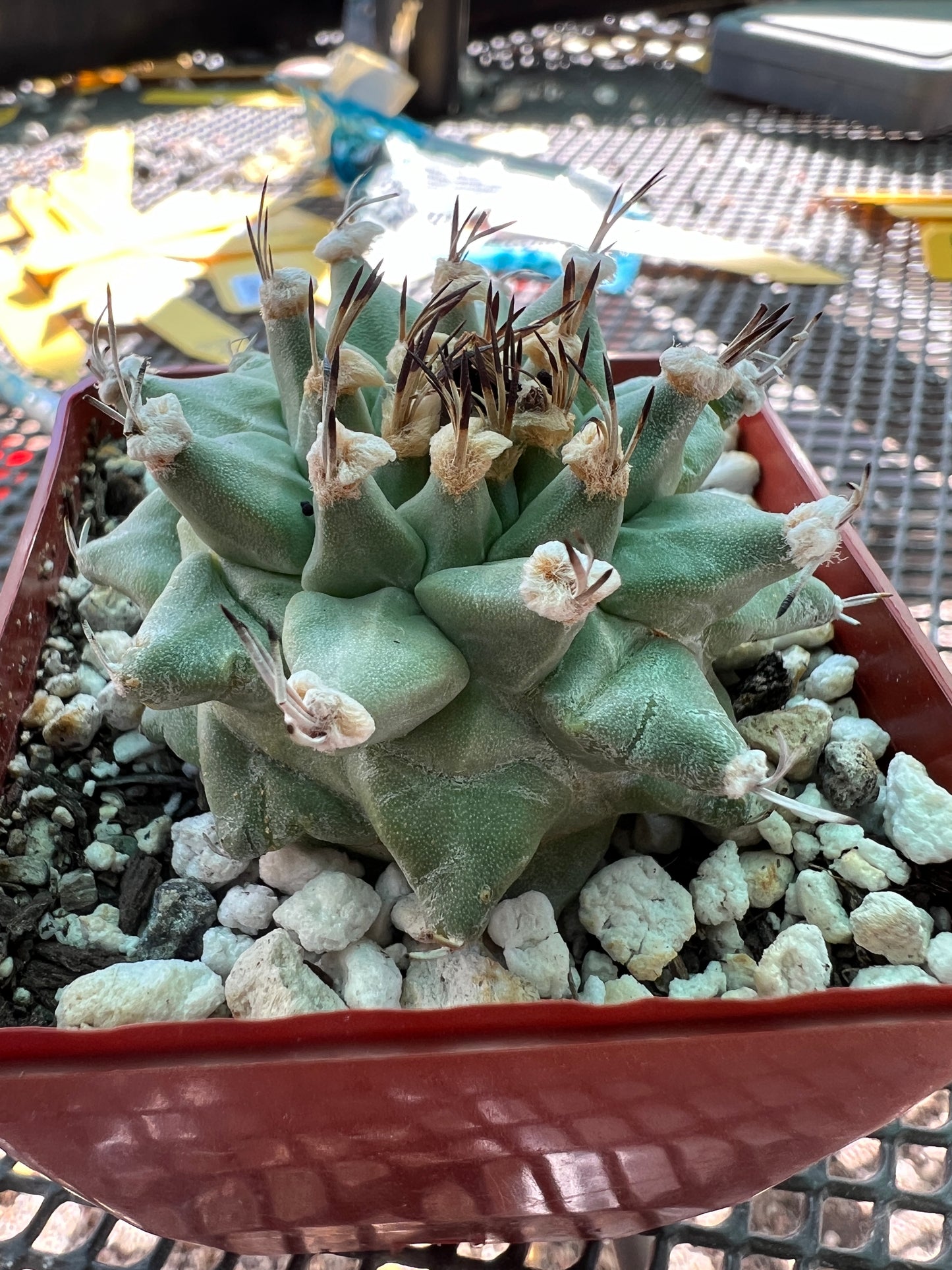 Turbinicarpus alonzoi rare cactus #3