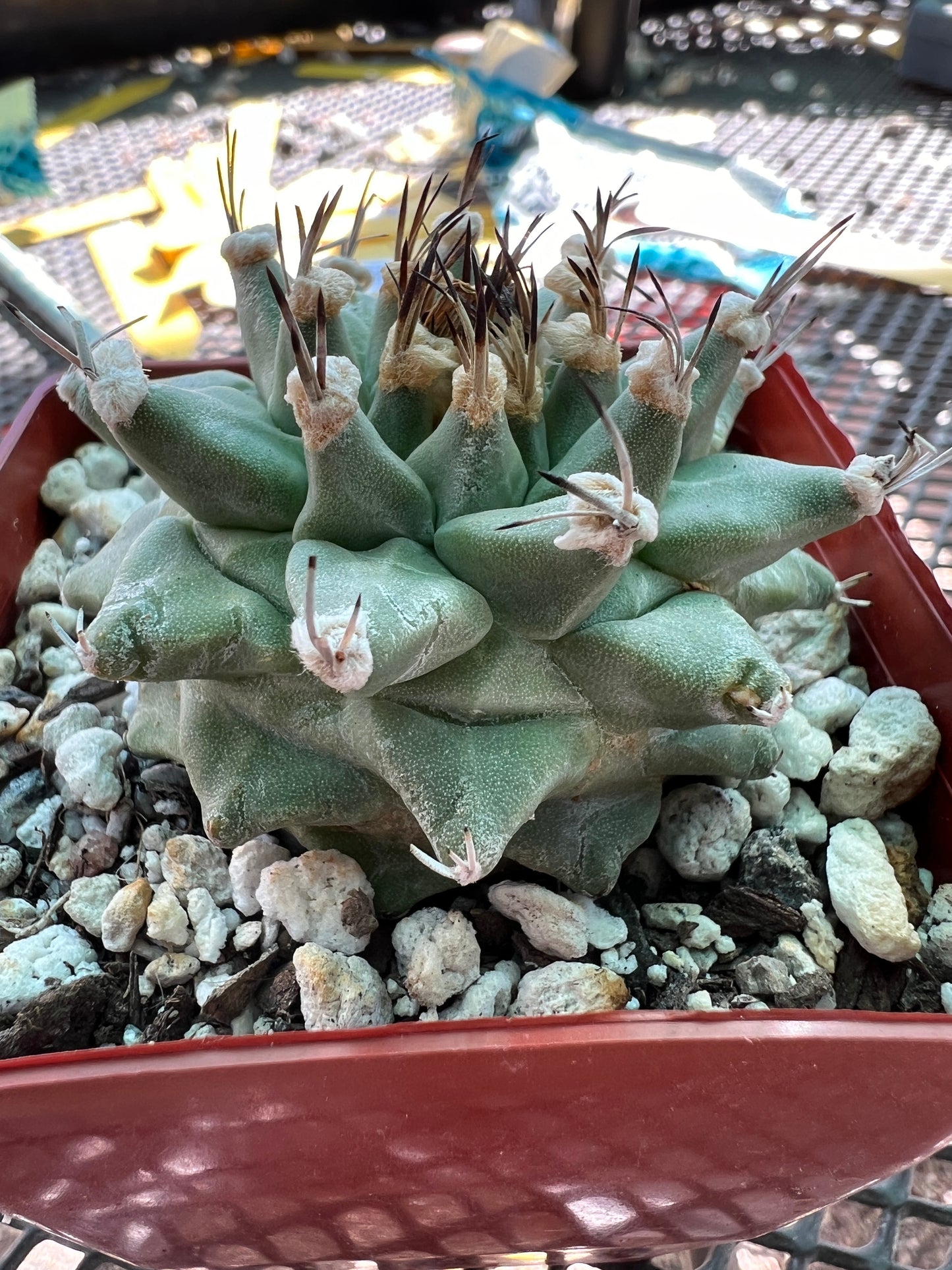 Turbinicarpus alonzoi rare cactus #3