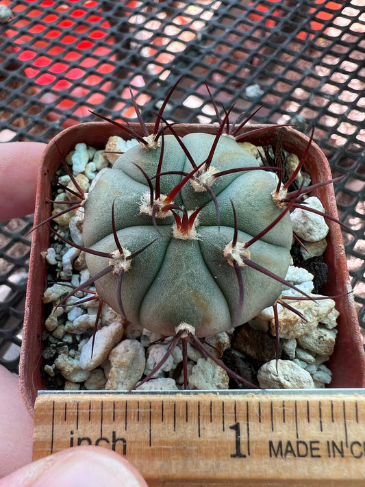 Gymnocalycium cabreraense vos 162122 #3