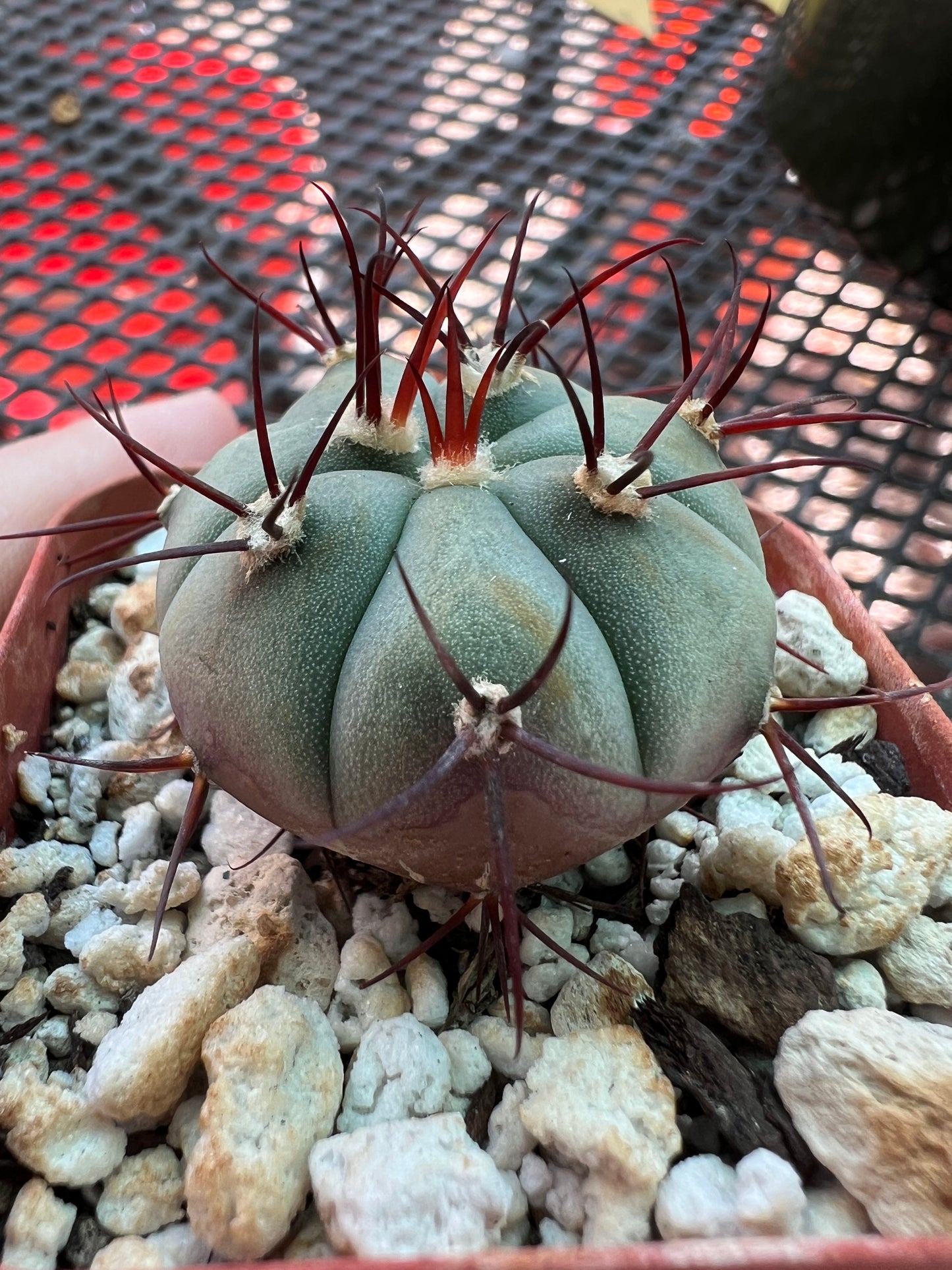 Gymnocalycium cabreraense vos 162122 #3