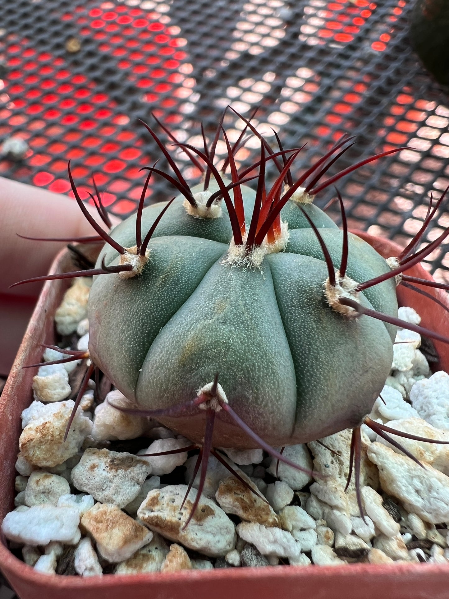 Gymnocalycium cabreraense vos 162122 #3