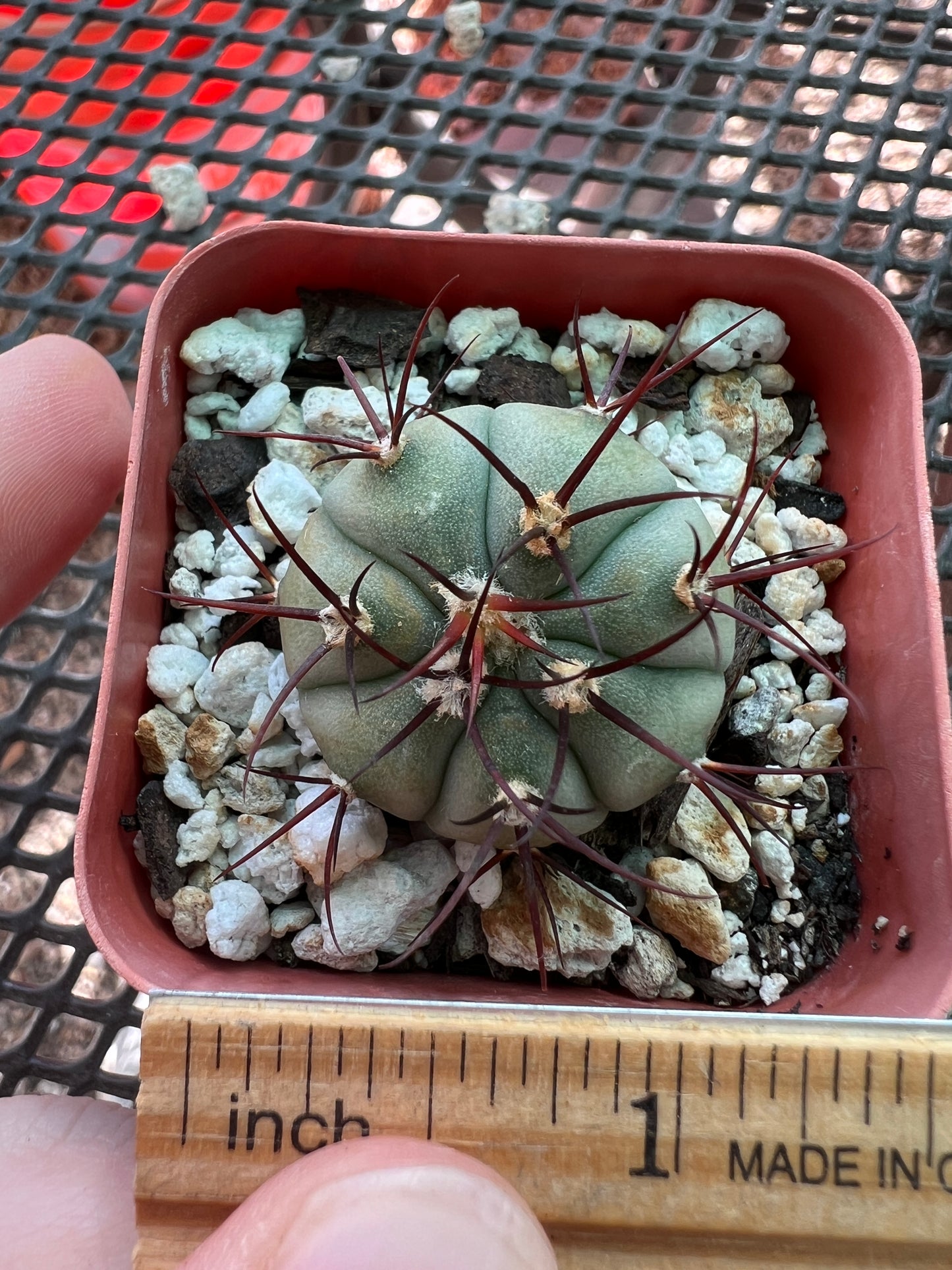 Gymnocalycium cabreraense vos162122