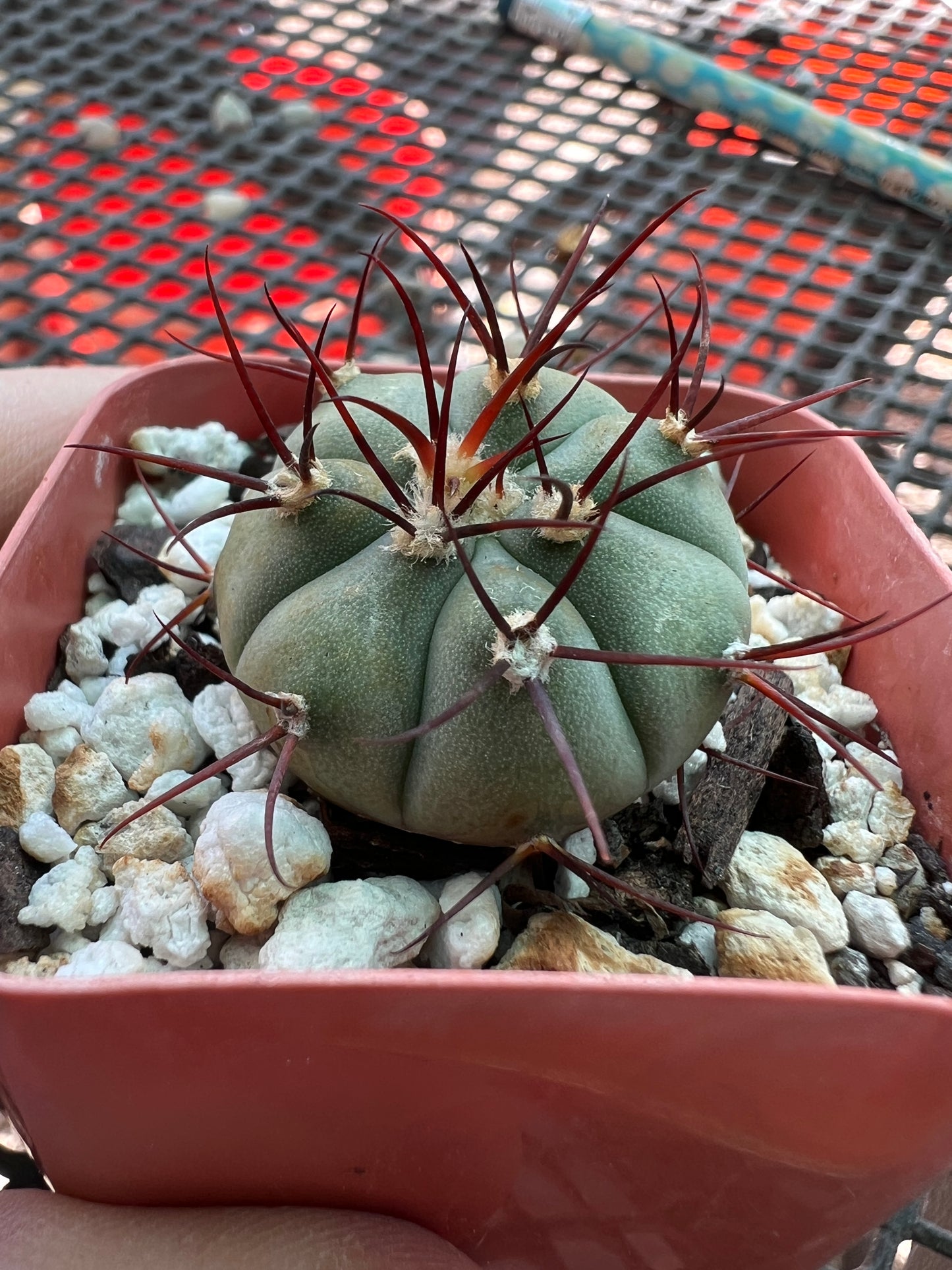 Gymnocalycium cabreraense vos162122