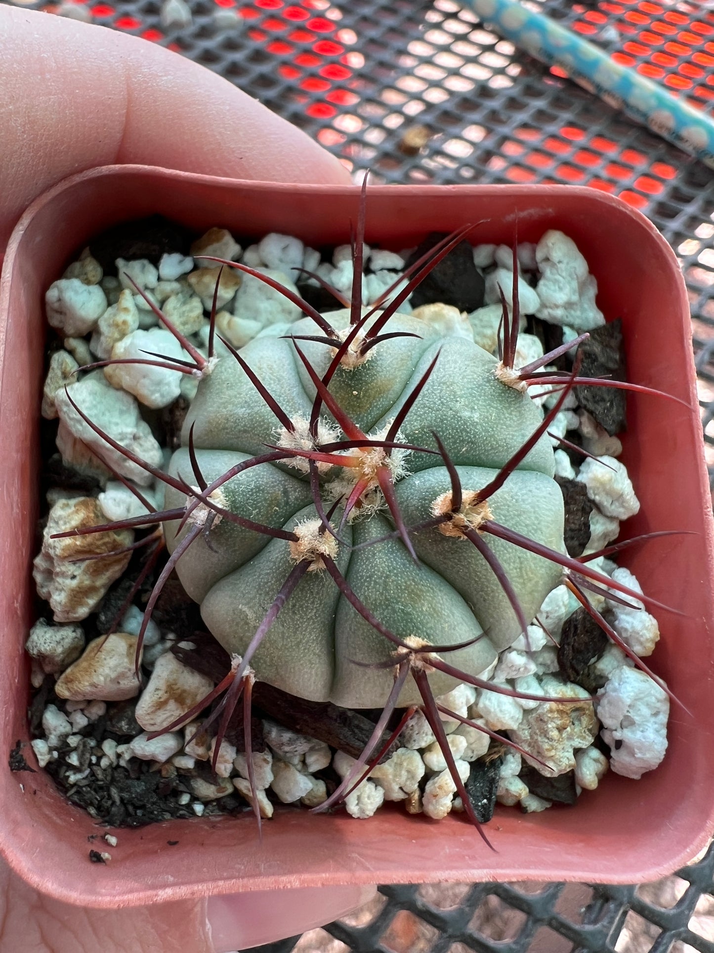 Gymnocalycium cabreraense vos162122