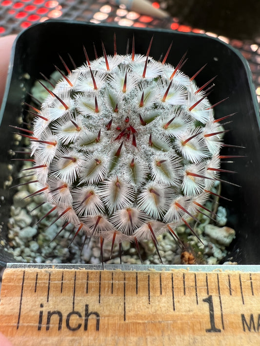 Mammillaria perezdelarosae v andersonii miniature cactus rare