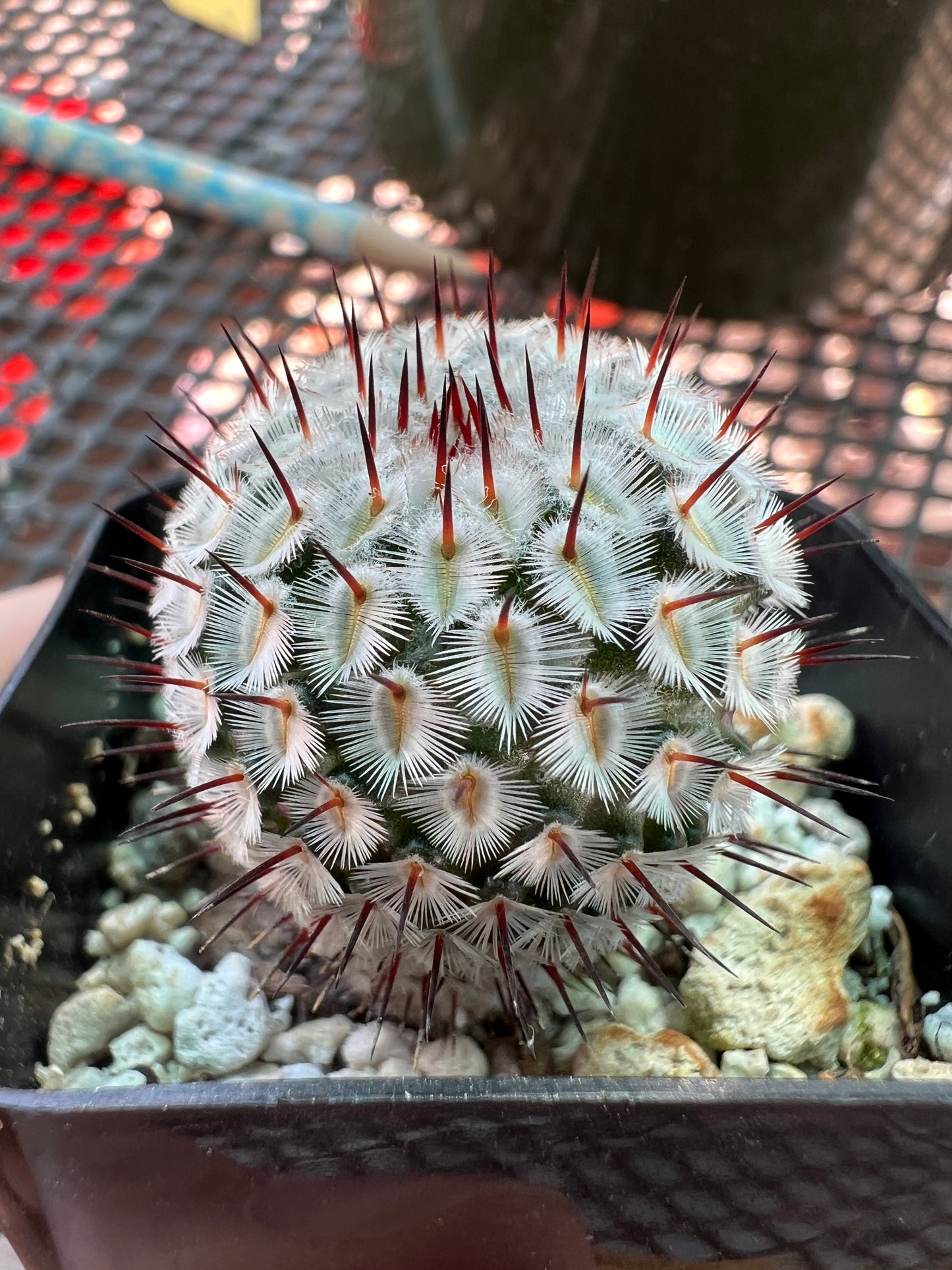 Mammillaria perezdelarosae v andersonii miniature cactus rare