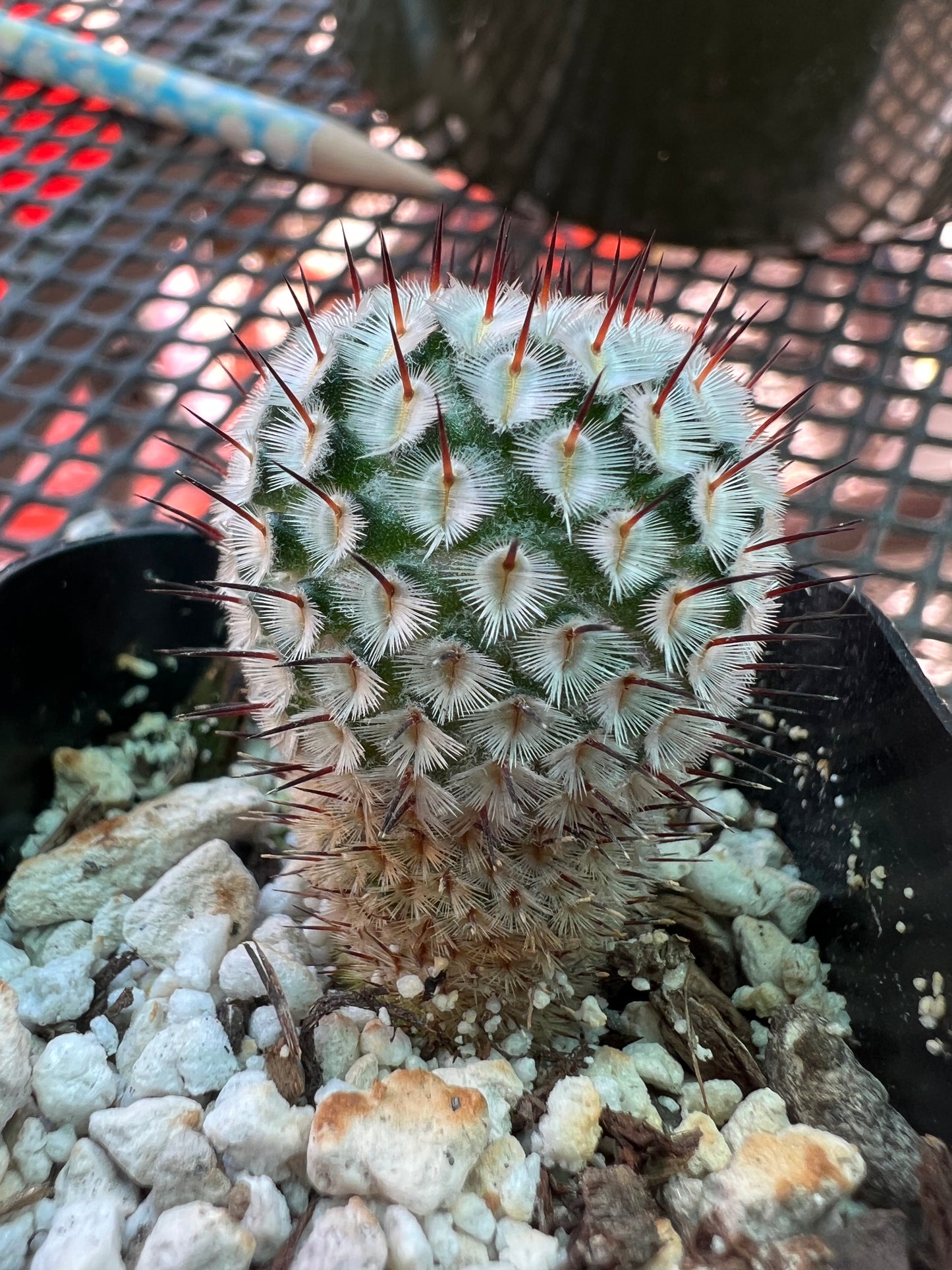 Mammillaria perezdelarosae v andersonii miniature cactus rare