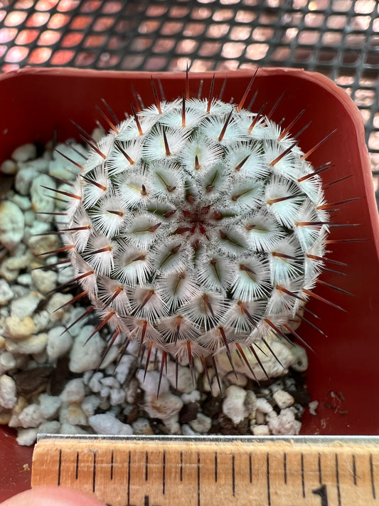 Mammillaria perezdelarosae v andersonii cactus #4 miniature and rare