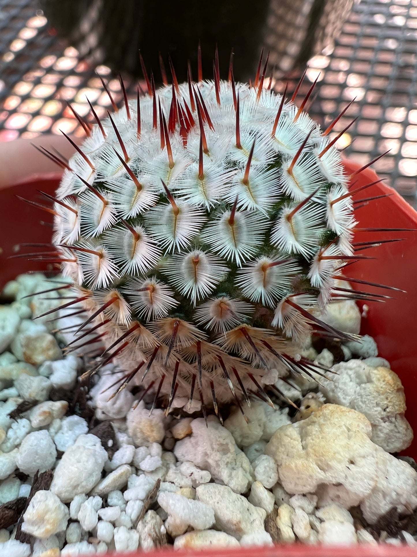 Mammillaria perezdelarosae v andersonii cactus #4 miniature and rare