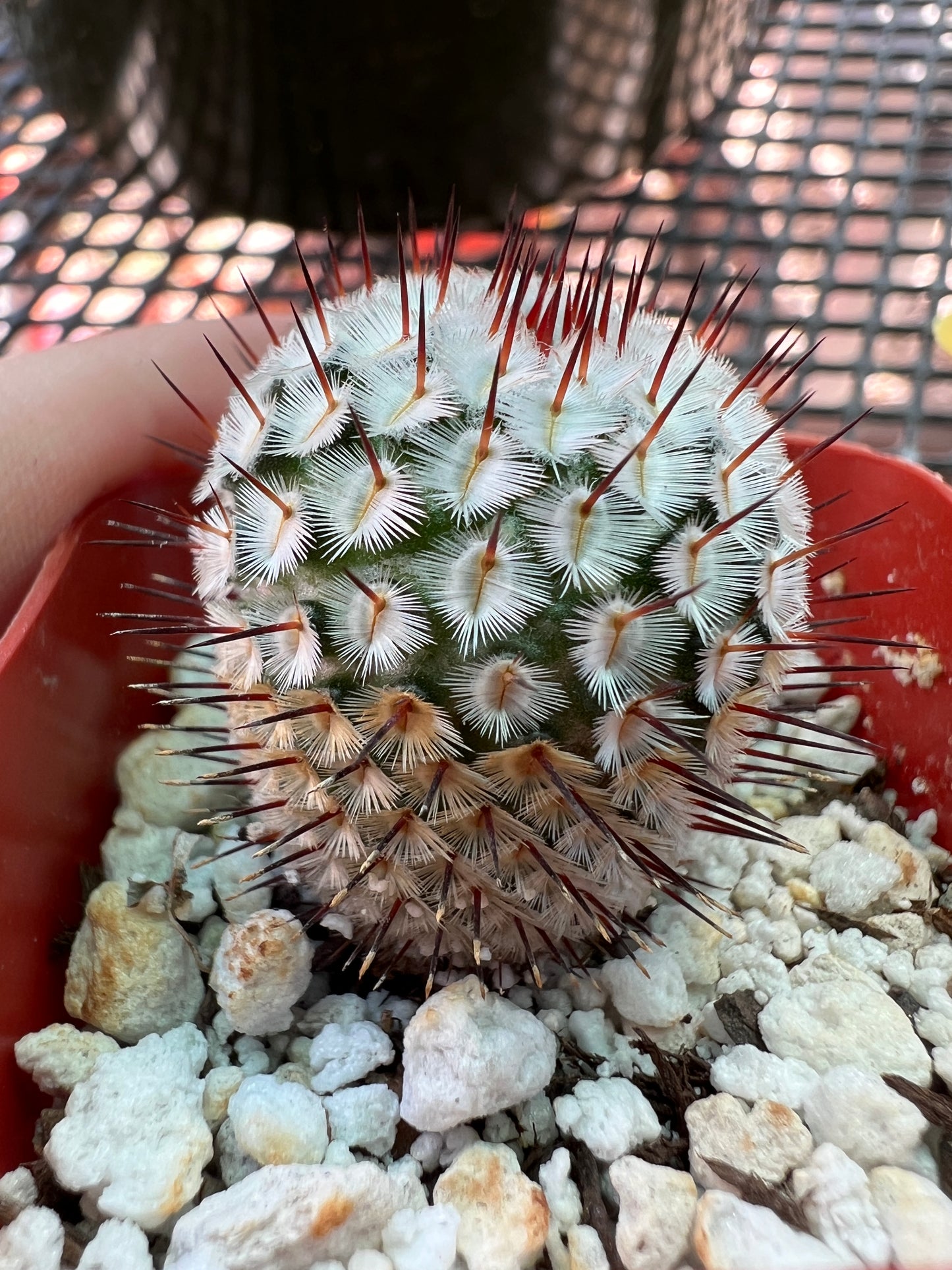 Mammillaria perezdelarosae v andersonii cactus #4 miniature and rare