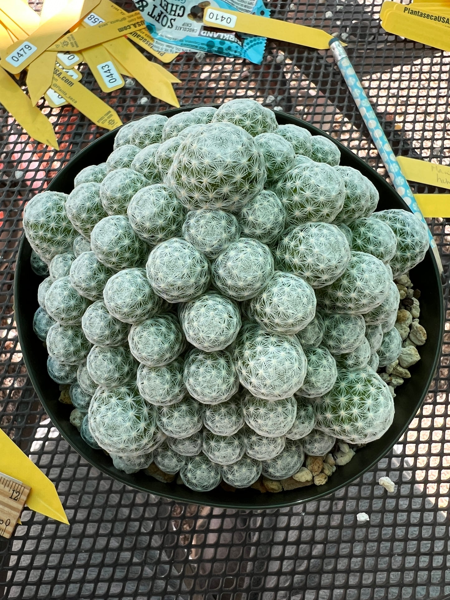 Mammillaria humboldtii specimen in 6 inch pot very large