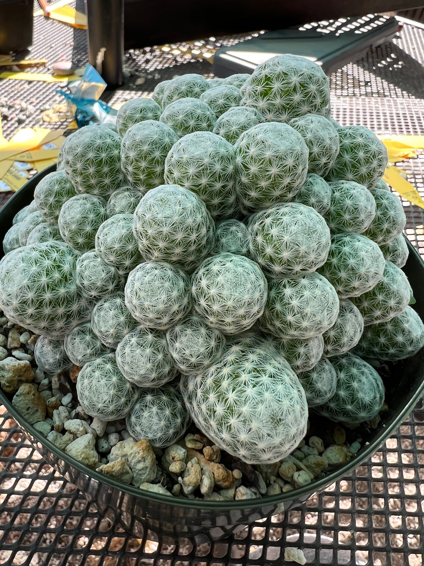 Mammillaria humboldtii specimen in 6 inch pot very large