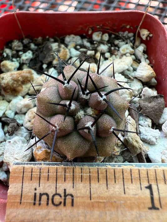 Copiapoa cinerea cactus #1