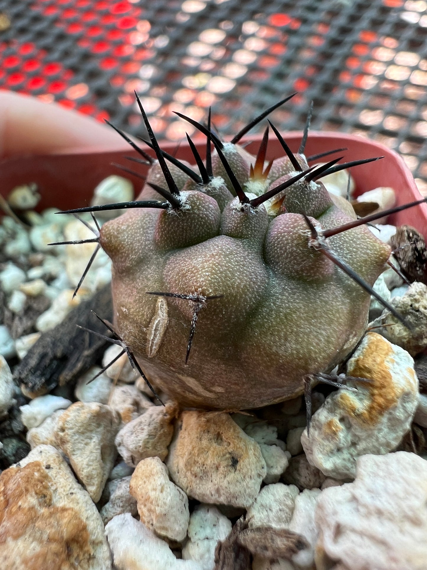 Copiapoa cinerea cactus #1