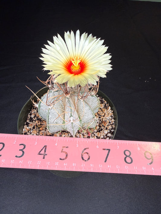 Astrophytum capricorne large 288