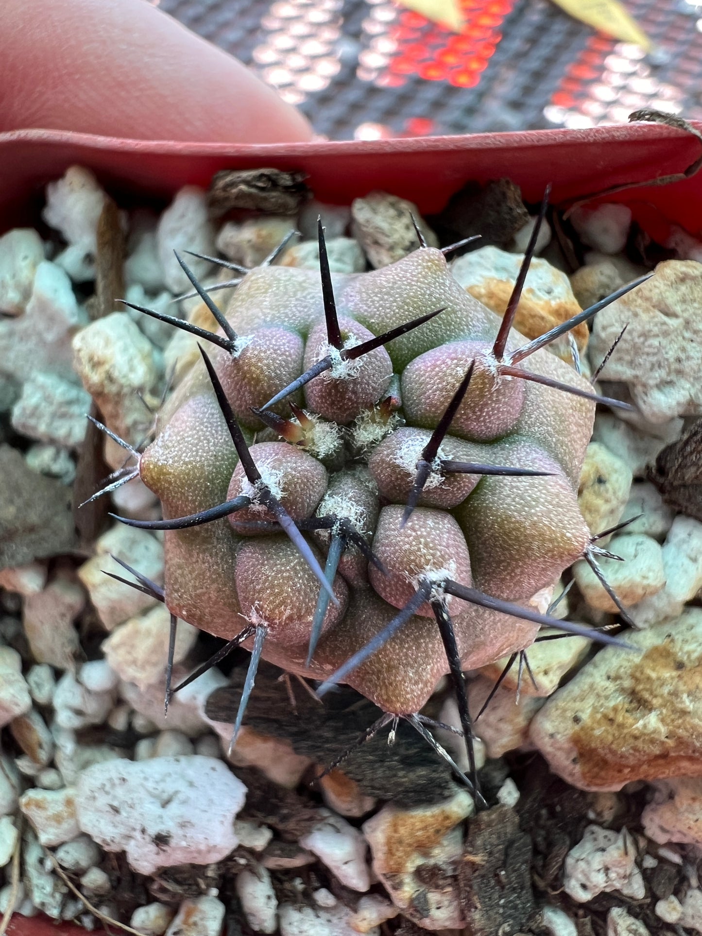 Copiapoa cinerea cactus #1