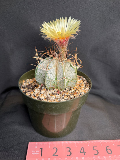 Astrophytum capricorne large 288