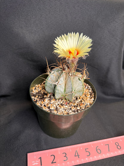 Astrophytum capricorne large 288