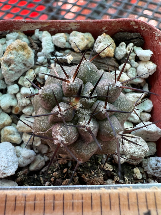 Copiapoa cinerea cactus #2