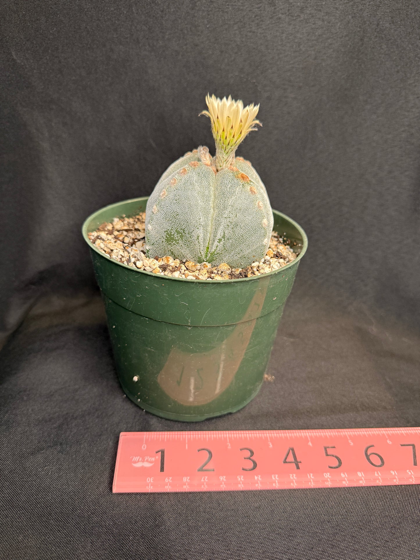 Astrophytum myriostigma 289