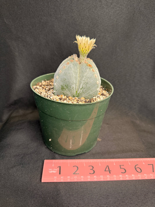 Astrophytum myriostigma 289