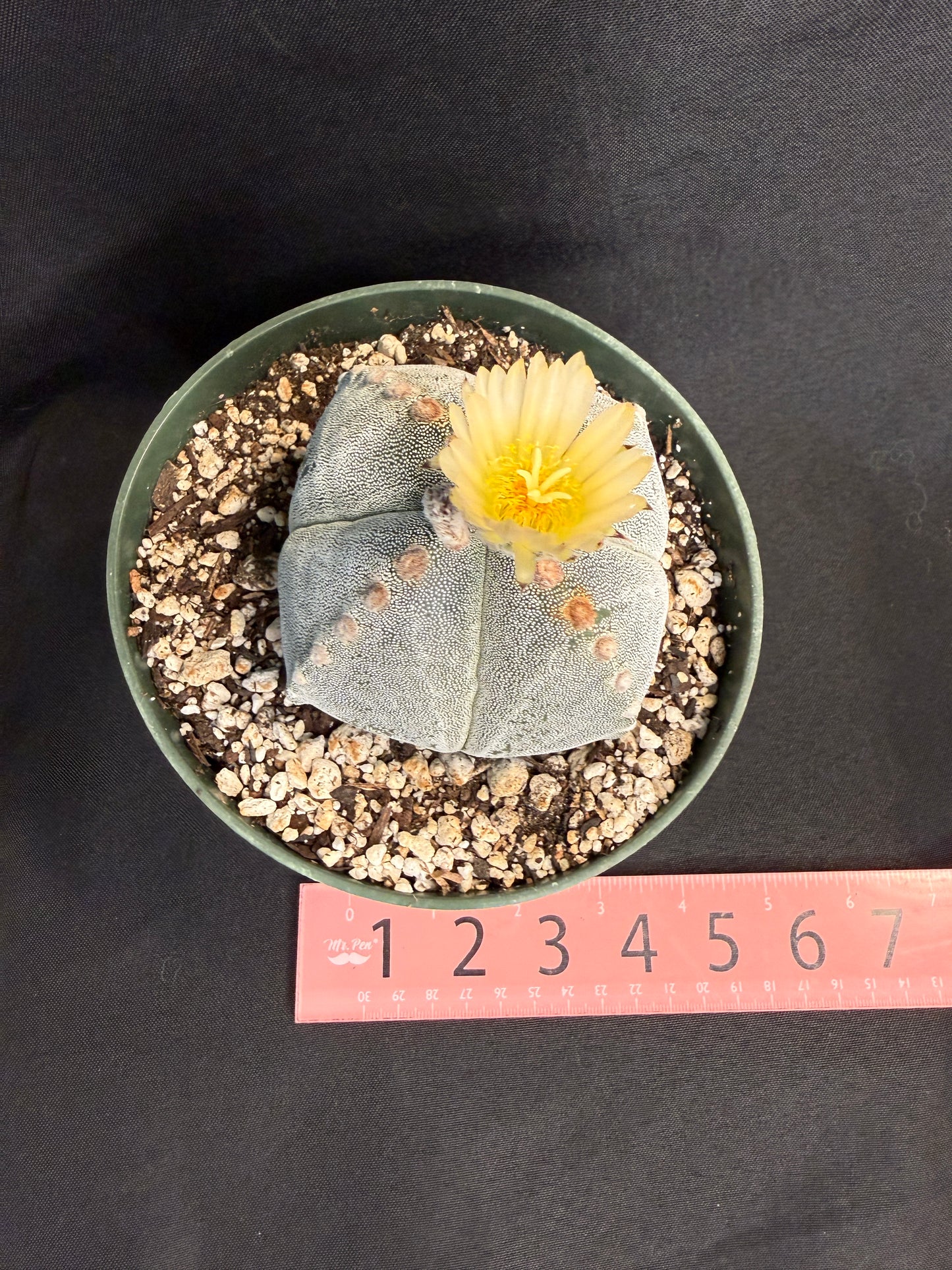 Astrophytum myriostigma 289