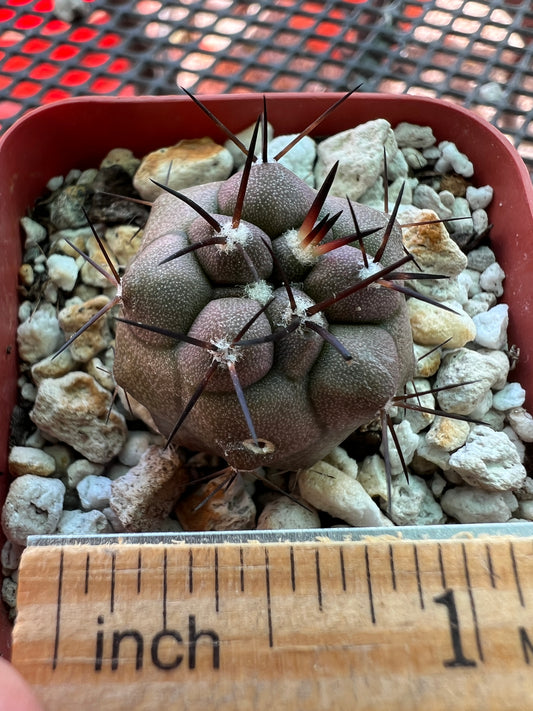 Copiapoa cinerea cactus #3