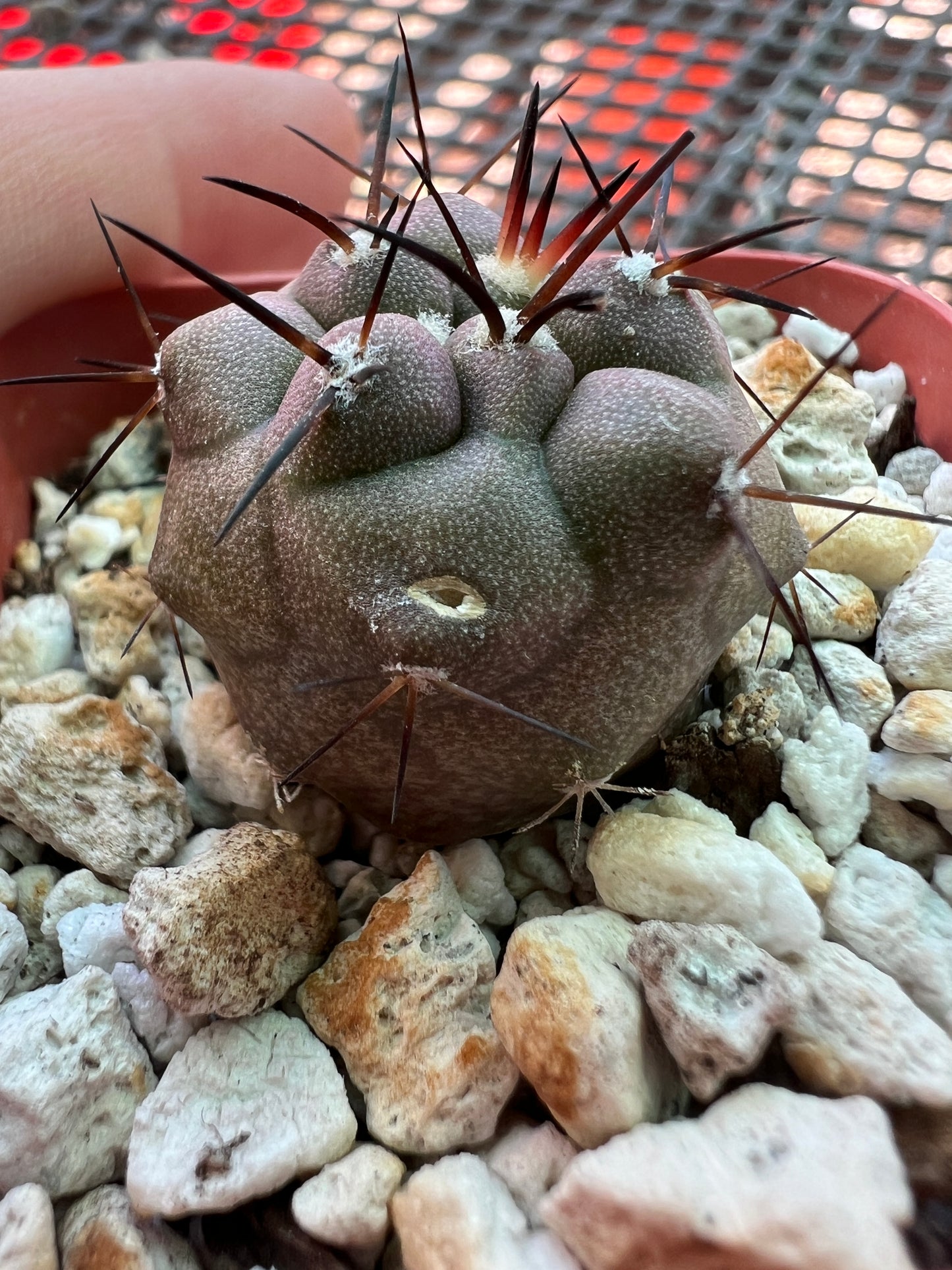 Copiapoa cinerea cactus #3