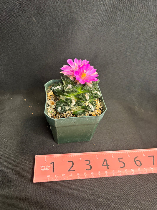 Ariocarpus Godzilla on short graft 284