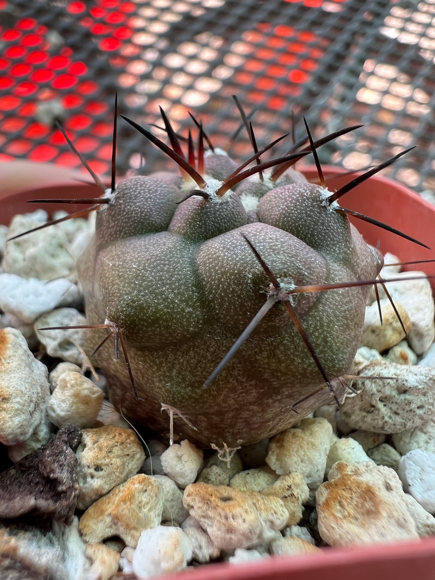 Copiapoa cinerea cactus #3