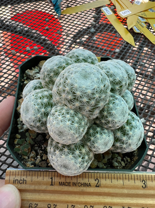 Mammillaria humboldtii cactus #1 large head form