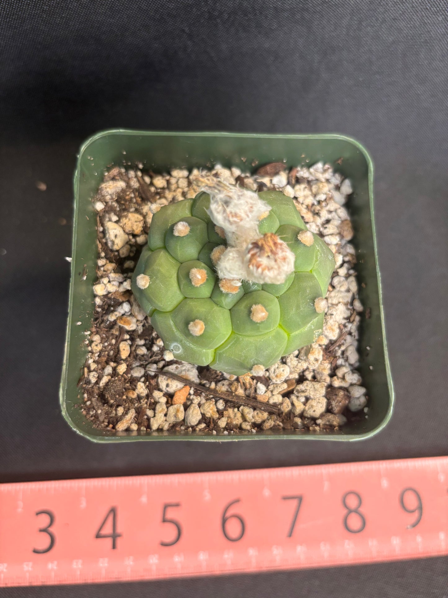 Astrophytum asterias kikko nice 301