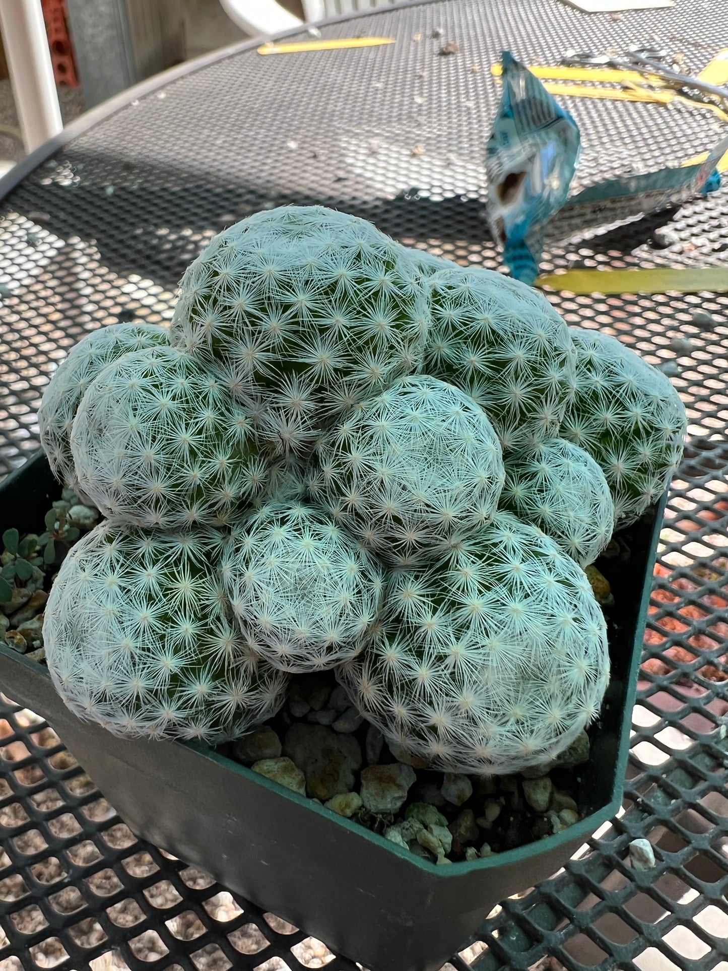 Mammillaria humboldtii cactus #1 large head form