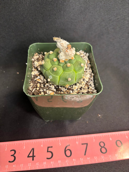 Astrophytum asterias kikko nice 301