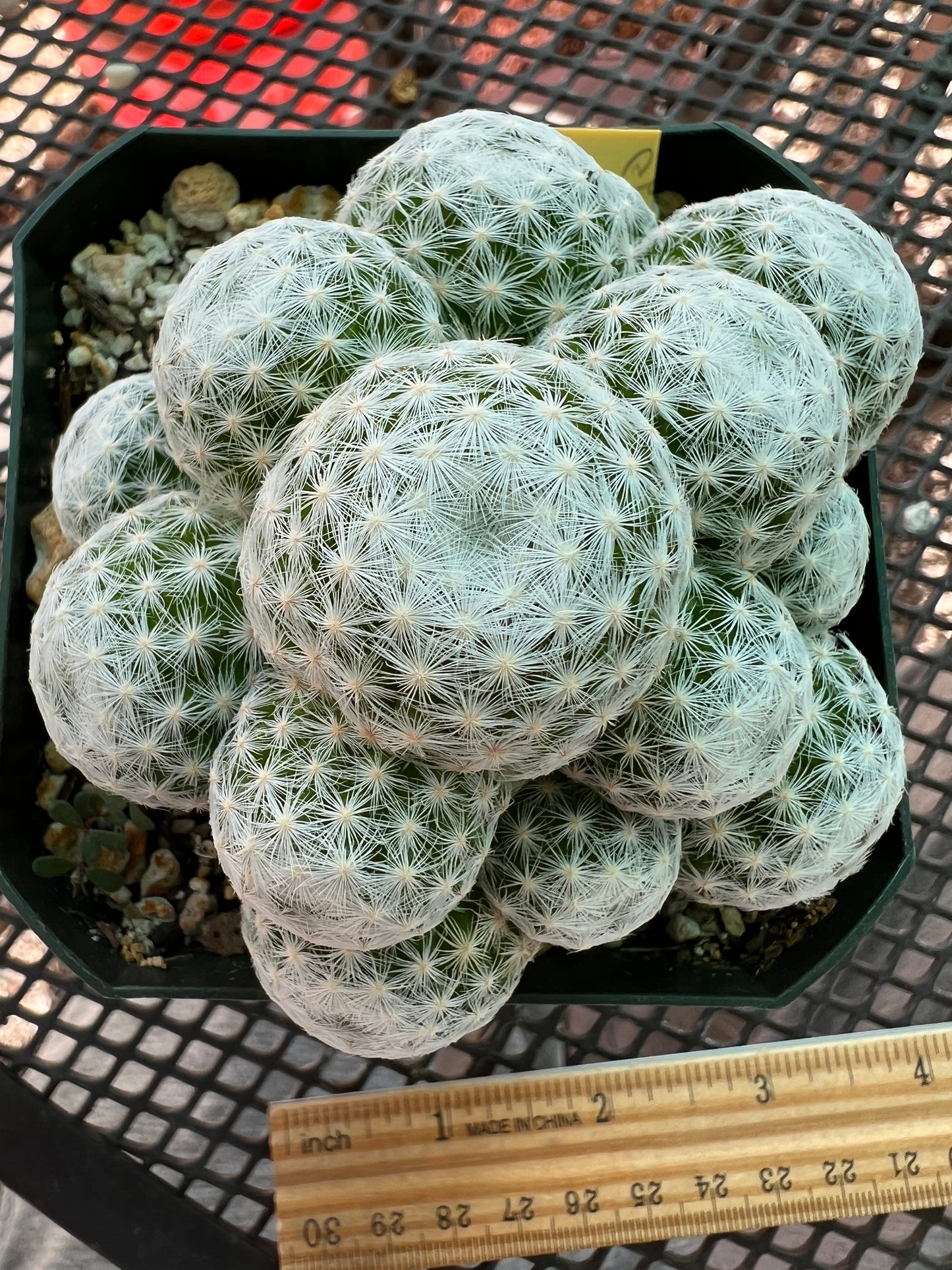 Mammillaria humboldtii cactus #1 large head form