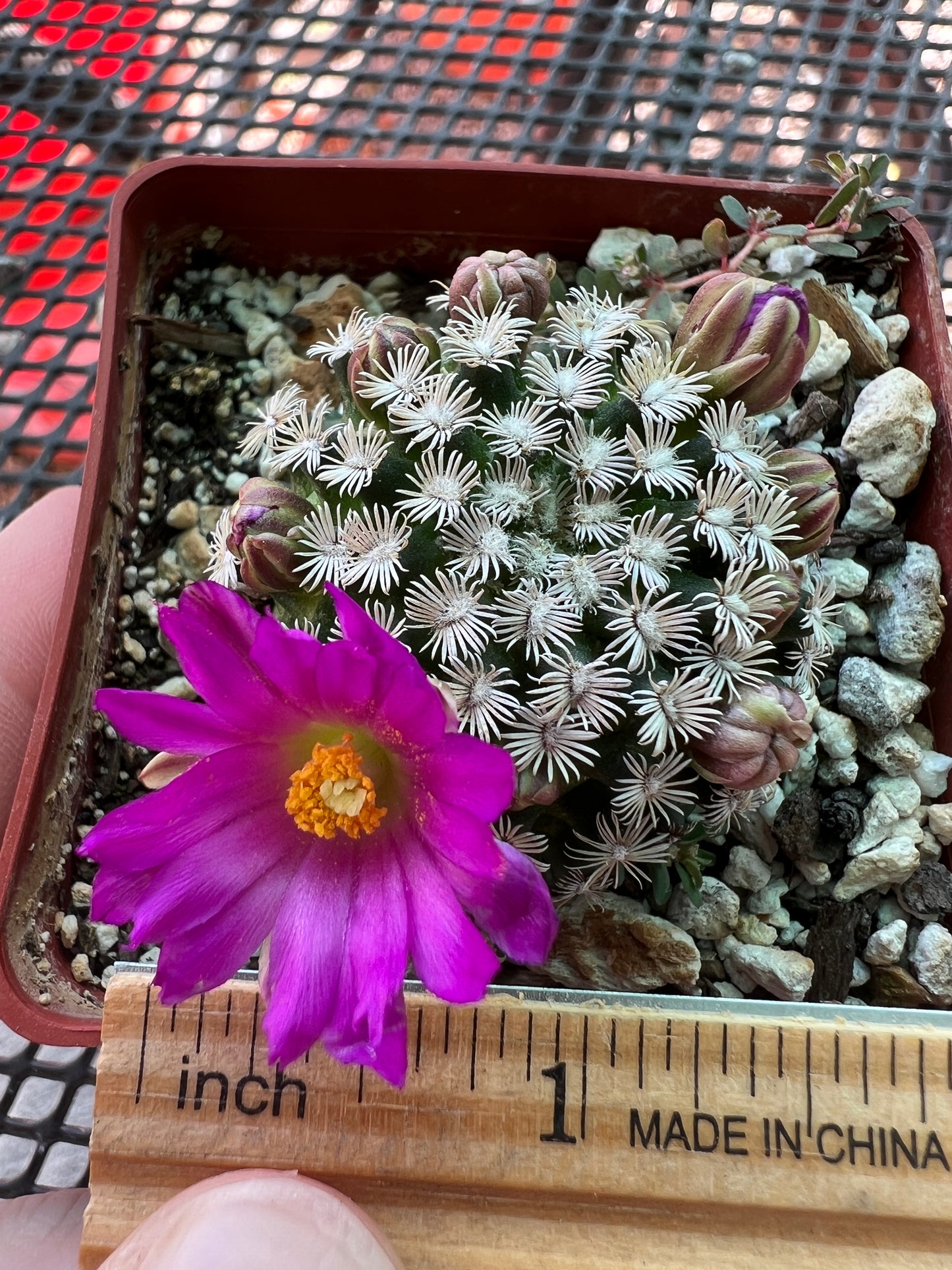 Mammillaria hernandezii rare cactus #4